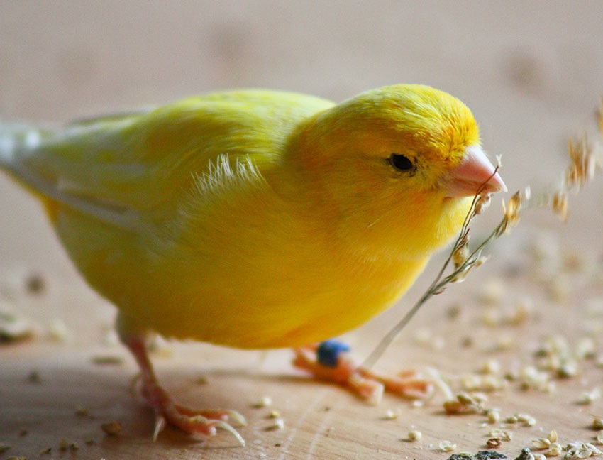 Is Canary Seed Good for Birds