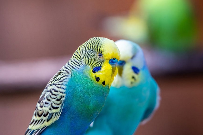 Is Canary Seed Good for Birds