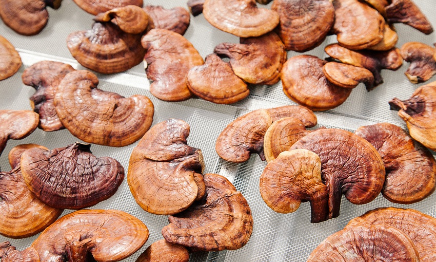 Is it Safe to Take Reishi Every Day