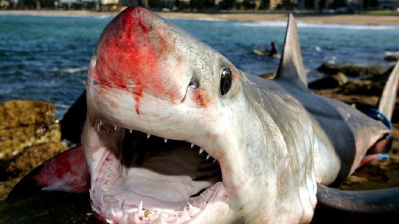 What Is a Down Syndrome Shark?